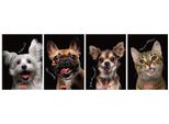 Taccuino Animali A6/80K, A Quadretti (5 Copie)