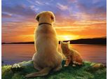 Puzzle Sunsout - Tramonto Xxl 300 Pezzi