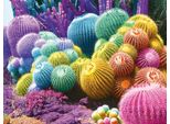 Nathan Puzzle Cactus Rainbow - 2000 Pezzi Puzzle Adulti