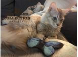 Farfalla Blu Del Gatto Di Vita Selvaggia