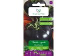 Pomodoro Black Beauty Nero 0,2 G – Precoce, Alto, Frutti Grandi