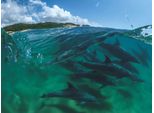 Puzzle Della New York Puzzle Company Bottlenose Dolphins - 1000 Pezzi