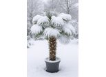 Palma Della Canapa Trachycarpus Fortunei 40 Cm Di Fioritura? 180-200Cm Di Altezza