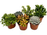 Piante Succulente - 6 Pezzi - Succulent Mix - Altezza 15-20Cm - ⌀10,5Cm