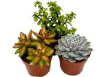 Piante Succulente - 3 Pezzi - Succulent Mix - Altezza 15-20Cm - ⌀10,5Cm