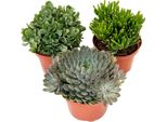 Piante Succulente - 3 Pezzi - Succulent Mix - Altezza 30-35Cm - ⌀17Cm
