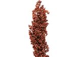 Eleganti Fiori Secchi Di Sorgo Per Decorazioni Raffinate, 3 Pezzi