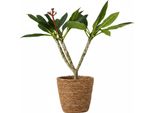 Frangipani - Plumeria Rubra 'Bianco' - Incluso Cestino - Altezza 55-70Cm - ⌀17Cm