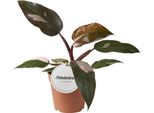 Arborvitae Thuja Occidentalis Smaragd - Pianta Da Siepe Sempreverde - 8 Piante - 1 M - 9 Cm Altezza 30-35 Cm - Crescita Rapida E Facile Da Curare