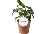 Cipresso Di Leyland Cupressocyparis Leylandii - Pianta Da Siepe Sempreverde - 8 Piante - 1 M - 9 Cm Altezza 35-40 Cm - Crescita Rapida E Facile Da Curare