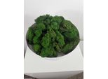 Muschio Di Renna - Iceland Moss - Muschio Decorativo Naturale, Rosa, Viola, Arancione, Rosa E Verde - 250G O 500G - Materiale Decorativo Naturale, Di Facile Manutenzione E Che Purifica L'aria - Per Murales, Decorazioni Da Tavolo E Composizioni Di Piante - Verde / 250 Gr