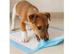 Ale-Commerce | Tappetini Igienici Per Cani - 60X60 Cm - 100 Pezzi - Superassorbenti - Ad Asciugatura Rapida - Antiscivolo