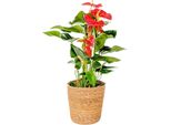 Anturio - Anthurium 'Madural Orange' - Incluso Cestino - Altezza 55-70Cm - ø17Cm