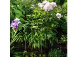 Sostegno Per Piante E Rampicanti - Asta Di Sostegno In Metallo - Altezza 80 Cm - Modello Robusto - Per Rose E Fiori