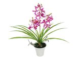 Kunstorchidee I.Ge.A. "KüNstliche Orchidee Mit Topf", Dunkelrosa, B:35Cm H:40Cm L:30Cm, Polyester, Kunstpflanzen, Dekoblume Kunstblume 40Cm Mit BläTter Und Luftwurzeln Im Topf Blume