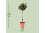 Olivo - Olea Europaea - Ø22Cm - Altezza 100Cm - Pianta Mediterranea Da Appartamento E Da Giardino - Olivo Facile Da Curare Con Rami Eleganti E Sottili E Foglie Sempreverdi