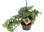 Monstera Monkey Leaf - Pianta D'appartamento - Ø14 Cm - Altezza 30 Cm - Purificante Dell'aria - Facile Da Curare - Giungla Tropicale Da Interno