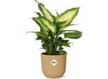 Dieffenbachia 'Camilla' - Pianta D'appartamento In Vaso Da 14 Cm - Pianta D'appartamento Che Purifica L'aria - Posizione Semi-Ombreggiata - Facile Da Curare - Fogliame Tropicale Xxl