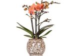 Orchidea Phalaenopsis Arancione - Mineral Bolzano - Vaso In Ceramica Safari Ø9Cm - Pianta Da Appartamento Fiorita Con 2-3 Rami - Elegante Decorazione Per Casa E Ufficio