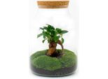 Bottiglia Da Giardino Fai Da Te Terrario Milky Bonsai - Ø21Cm - ↕30Cm - Set Di Bottiglie Da Giardino Fai Da Te Con Bonsai Di Ficus Ginseng