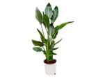 Strelitzia Reginae - 100 Cm - Ø19