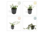 Copertura Del Terreno - Cotoneaster Dammeri - Cotoneaster A Tappeto - Vaso Da 9 Cm - Set Di 12 Piante