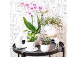 Colibrì Orchidee Rosa Phalaenopsis Orchidea Mineral Rotterdam Vaso Dimensioni 9Cm Pianta In Vaso Fiorita Fresca Dal Coltivatore