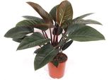 Philodendron Red Beauty Pianta Da Appartamento 100 Cm Pianta Verde Di Facile Manutenzione Con Foglie Dai Toni Rossi Per Soggiorno, Ufficio E Interni