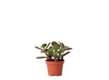 Kolibri Greens | Pianta Verde - Succulenta Crassula Ovata - Pianta Verde Da Appartamento - Fresca Di Coltivazione