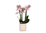 Kolibri Orchids Orchidea Phalaenopsis Rosa Andorra + Vaso Decorativo Con Piede Dorato Rosa Dimensioni Vaso 9 Cm 40 Cm Di Altezza Pianta Da Appartamento Fiorita In Vaso Fresca Dal Coltivatore