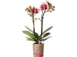 Orchidee Kolibri | Orchidea Phalaenopsis Giallo-Rossa - Spagna - Vaso Ø9Cm | Pianta Da Appartamento Fiorita - Fresca Di Coltivazione