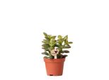 Kolibri Greens | Groene Pflanze - Succulenta Crassula Minor - Terriccio Ø6Cm - Pianta Verde Da Appartamento - Fresca Di Vivaio