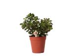 Kolibri Greens | Groene Plant - Succulenta Crassula Minor - Terriccio Ø9Cm - Pianta Verde Da Appartamento - Fresca Di Vivaio