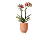 Orchidee Kolibri | Orchidea Phalaenopsis Giallo-Rossa - Spagna + Vaso Decorativo Smaltato Cognac - Dimensione Vaso Ø9Cm - Altezza 40 Cm | Pianta Da Appartamento Fiorita - Fresca Di Coltivazione