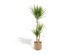 Dracaena Marginata Xxl Con Vaso In Metallo Verde - Dracaena - 120 Cm Di Altezza, ø21Cm - Grande Pianta Da Appartamento - Palma Tropicale - Purificatrice Dell'aria - Fresca Dal Vivaio