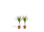 Hello Plants Dracaena Albero Di Drago - 2 Pezzi - Vaso Ø 14 Cm - Altezza: 60 Cm