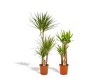 Hello Plants Piante Da Appartamento Dracaena Yucca - Vaso Ø 21 Cm - Altezza: 120 E 100 Cm