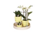 Set Regalo Dell'azienda Kolibri Set Di Piante Ottimiste Con Orchidea Phalaenopsis Arancione E Piante Grasse, Inclusi Vasi Decorativi In Vetroceramica