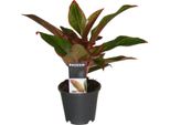 Hello Plants Aglaonema Kreta Filamento A Clessidra - Vaso Ø 12 Cm - Altezza: 30 Cm