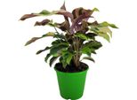 Hello Plants Calathea Yellow Fusion Pianta Da Ombra - Vaso Ø 14 Cm - 40 Cm