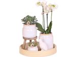 Orchidea Colibrì | Regalo Per La Festa Della Mamma | Set Completo Di Piante Vintage White | Piante Verdi Con Orchidea Phalaenopsis Bianca In Vaso Decorativo Vintage White E Accessori