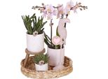 Orchidea Colibrì | Set Completo Di Piante Rosa | Piante Verdi Con Orchidea Rosa Phalaenopsis In Vaso Decorativo Rosa Vintage E Accessori