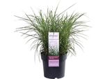 Hello Plants Miscanthus Sinensis Erba Ornamentale Di Canna Cinese Dell'estremo Oriente - Ø 23 Cm - Altezza: 60 Cm