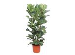 Ficus Lyrata Arbusto - 180 Cm - Ø34