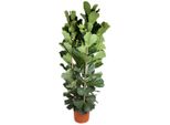 Ficus Lyrata Struik - 250 Cm - Ø48