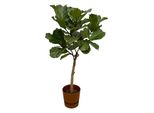 Ficus Lyrata Stam Inclusief Elho Greenville Round Bruin - 160 Cm - Ø30