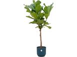 Ficus Lyrata Stam Inclusief Elho Vibes Fold Round Blauw - 160 Cm - Ø30