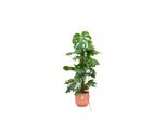 Offerta Combinata - Monstera Pertusum Xl Inclusief Elho Vibes Fold Round Ø30 Rose - 120 Cm