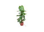 Combi Deal - Monstera Pertusum Xl Inclusief Elho Jazz Round Rood Ø26 - 120 Cm