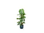 Combi Deal - Monstera Pertusum Xl Incluso Elho Vibes Fold Round Ø30 Blu - 120 Cm